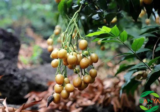 中國現(xiàn)代高效農(nóng)業(yè)的科技創(chuàng)新有哪些方面值得關(guān)注